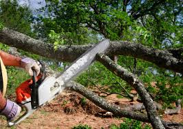 Best Tree Risk Assessment  in Victorville, CA